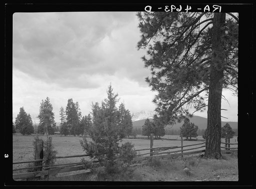 Untitled photo, possibly related to: A field of alfalfa in the Willamette Valley, Oregon. Mount Hood in the background
