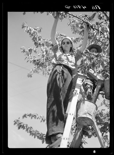 Untitled photo, possibly related to: Hop field workers. Yakima, Washington