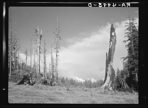 Untitled photo, possibly related to: Logging and fire have devastated this once virgin stand of fir, spruce and cedar along the Yachats River, Oregon