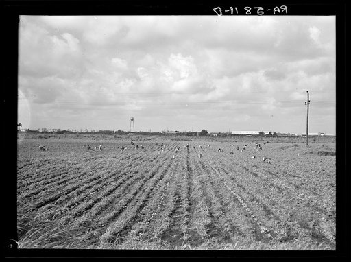 Untitled photo, possibly related to: Picking beans in the "muck." Belle Glade, Florida