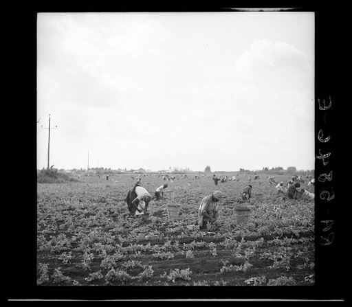 Untitled photo, possibly related to: Picking beans. Belle Glade, Florida