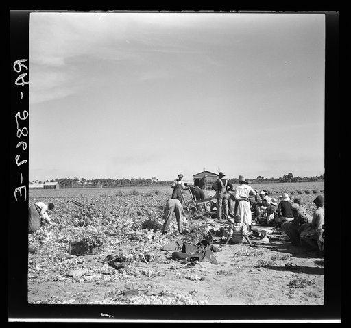 Untitled photo, possibly related to: Harvesting celery at Sanford, Florida