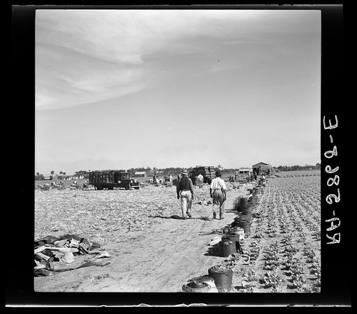 Untitled photo, possibly related to: Harvesting celery at Sanford, Florida