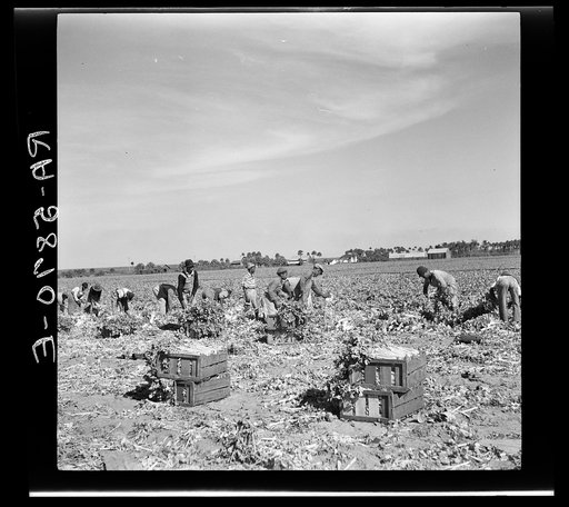 Untitled photo, possibly related to: Harvesting celery at Sanford, Florida