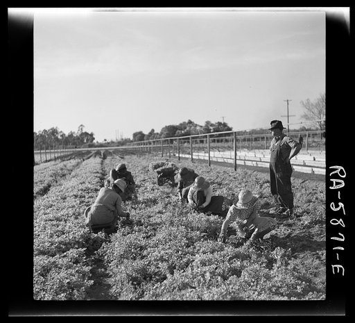 Untitled photo, possibly related to: Pulling young celery shoots out of the beds before replanting in the fields. Sanford, Florida