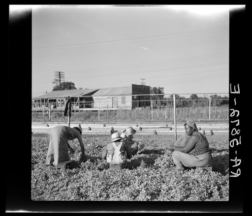 Untitled photo, possibly related to: Pulling young celery shoots out of the beds before replanting in the fields. Sanford, Florida