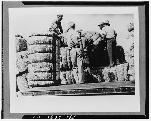 Loading cotton in Natchez, Mississippi