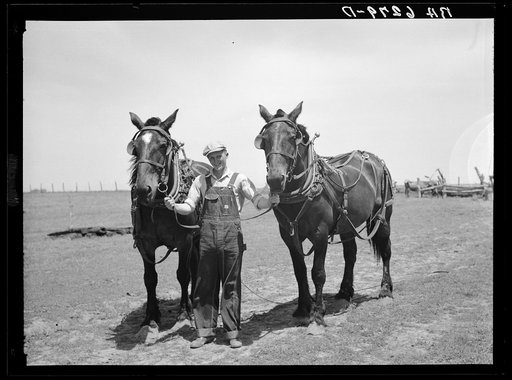 Untitled photo, possibly related to: Marion Hills, young Iowan with horses purchased with rehabilitation loan. Center County, Iowa