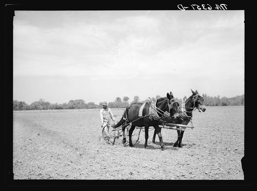 Untitled photo, possibly related to: R.E. Sneed, rehabilitation client on cotton cultivator. Near Batesville, Arkansas