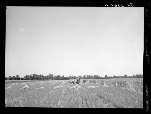 Untitled photo, possibly related to: Wheat binding near Batesville, Arkansas