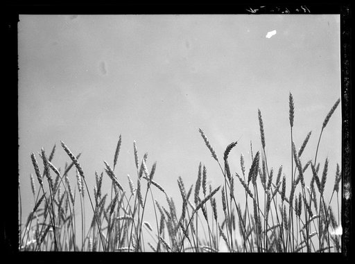 Batesville, Arkansas. Wheat Tops.