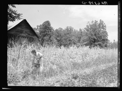 Untitled photo, possibly related to: Rehabilitation client picking English peas on farm near Batesville, Arkansas