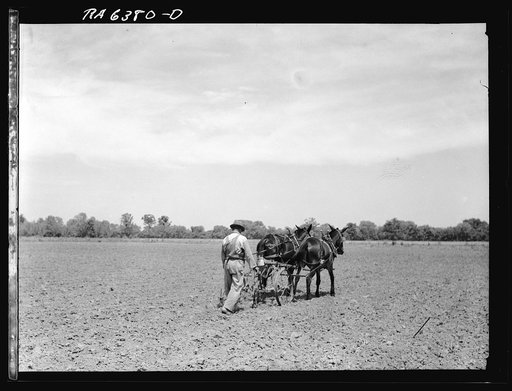 Untitled photo, possibly related to: R.E. Sneed, rehabilitation client on cotton cultivator. Near Batesville, Arkansas