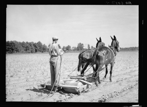 Untitled photo, possibly related to: Roller constructed by Rehabilitation Administration client which is used to flatten soil between cotton and help in keeping moisture in the land. Near Batesville, Arkansas