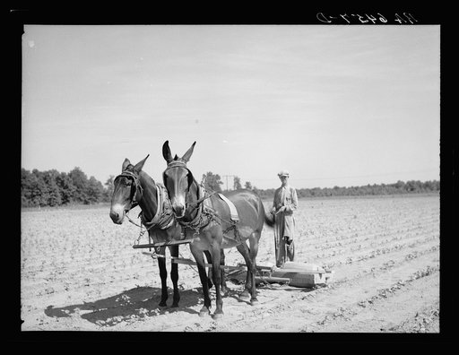 Untitled photo, possibly related to: Roller constructed by Rehabilitation Administration client which is used to flatten soil between cotton and help in keeping moisture in the land. Near Batesville, Arkansas