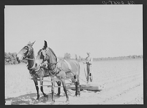 Untitled photo, possibly related to: Roller constructed by Rehabilitation Administration client which is used to flatten soil between cotton and help in keeping moisture in the land. Near Batesville, Arkansas