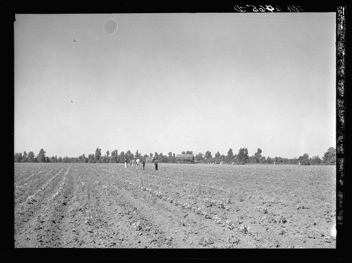 Untitled photo, possibly related to: Cotton chopping on Mississippi Delta land near Clarksdale, Mississippi