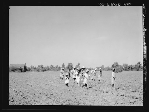 Untitled photo, possibly related to: Cotton chopping on Mississippi Delta land near Clarksdale, Mississippi