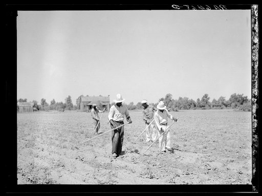 Untitled photo, possibly related to: Cotton chopping on Mississippi Delta land near Clarksdale, Mississippi
