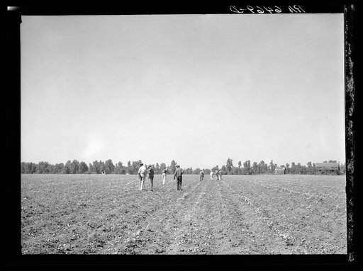 Untitled photo, possibly related to: Cotton chopping on Mississippi Delta land near Clarksdale, Mississippi