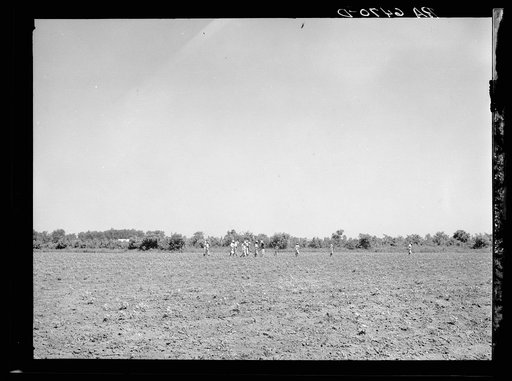 Untitled photo, possibly related to: Cotton chopping on Mississippi Delta land near Clarksdale, Mississippi