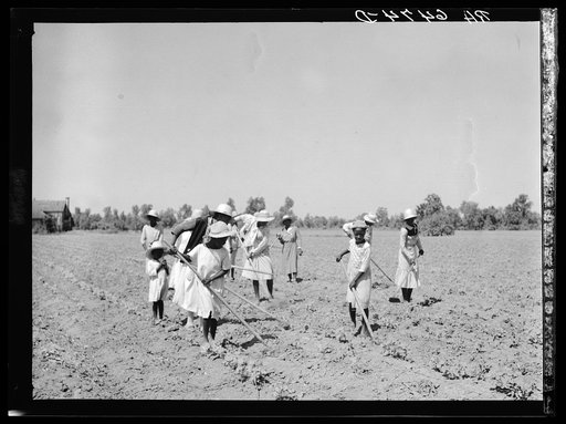 Untitled photo, possibly related to: Cotton chopping on Mississippi Delta land near Clarksdale, Mississippi