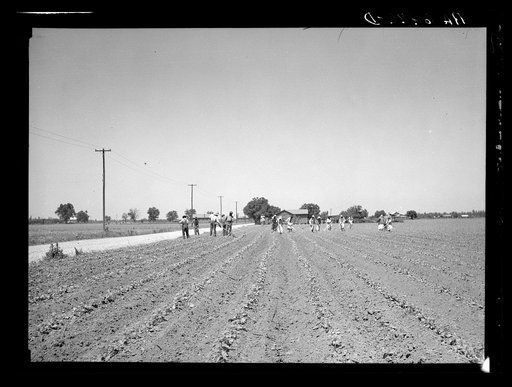 Untitled photo, possibly related to: Cotton chopping on Mississippi Delta land near Clarksdale, Mississippi