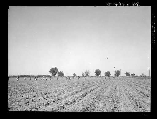 Untitled photo, possibly related to: Cotton chopping on Mississippi Delta land near Clarksdale, Mississippi