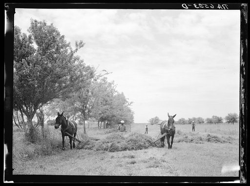 Untitled photo, possibly related to: Rehabilitation Administration client racking clover with "sweep rake" at farm. St. Charles Parish, Louisana