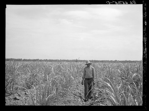 Untitled photo, possibly related to: Sugar cane field of Resettlement Administration client. St. Charles Parish. Near New Orleans, Louisiana. The planting of the fields, long fallow, has been made possible by Resettlement Administration loans. A new healthy cane is now being cultivated, resistant to