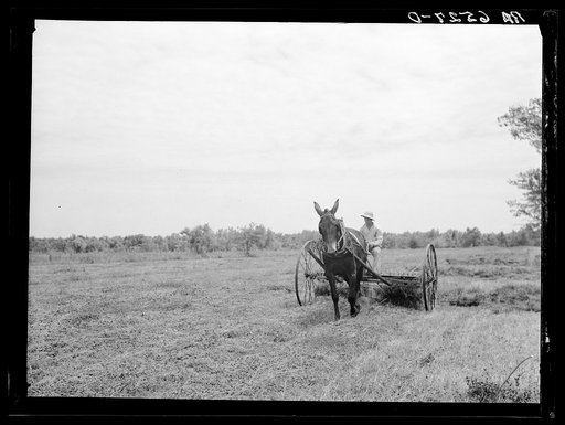 Untitled photo, possibly related to: Rehabilitation client using dump rake on clover. St. Charles Parish, Louisana