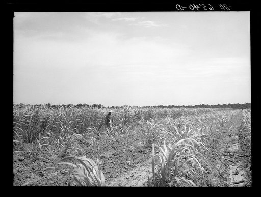 Untitled photo, possibly related to: Sugar cane field of Resettlement Administration client. St. Charles Parish. Near New Orleans, Louisiana. The planting of the fields, long fallow, has been made possible by Resettlement Administration loans. A new healthy cane is now being cultivated, resistant to