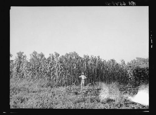 Untitled photo, possibly related to: Rehabilitation Administration loan supervisor, St. Charles Parish, near New Orleans, Louisiana, standing alongside corn which is yielding one hundred bushels an acre. This land has not been planted on for more than twenty-six years