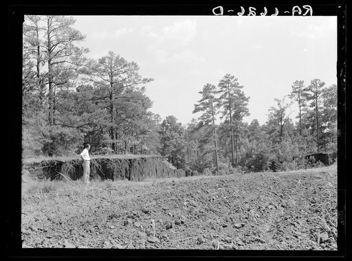Untitled photo, possibly related to: Cornfield cultivated near erosion pit near Havana, Alabama. Near west Alabama land use demonstration project near Greensboro. Note "Utah clay formation" in bottom of pit