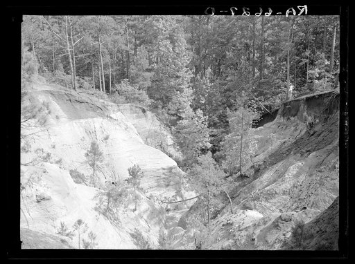 Untitled photo, possibly related to: Cornfield cultivated near erosion pit near Havana, Alabama. Near west Alabama land use demonstration project near Greensboro. Note "Utah clay formation" in bottom of pit