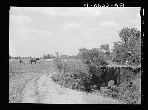 Untitled photo, possibly related to: Cornfield cultivated near erosion pit near Havana, Alabama. Near west Alabama land use demonstration project near Greensboro. Note "Utah clay formation" in bottom of pit