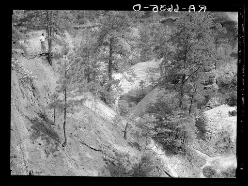 Untitled photo, possibly related to: Cornfield cultivated near erosion pit near Havana, Alabama. Near west Alabama land use demonstration project near Greensboro. Note "Utah clay formation" in bottom of pit
