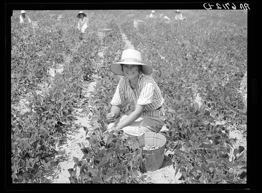 Untitled photo, possibly related to: Daughter of Rural Rehabilitation Administration farmer picking butterbeans for her neighbor in field of an occupant of Wolf Creek Farms homestead. Near Cairo, Georgia