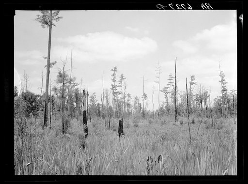 Untitled photo, possibly related to: Marsh area on edge of Okefenokee Swamp, part of purchase area of Coastal Flatwoods upland game conservation project. Near Waycross, Georgia