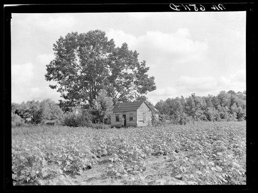 Lobeco, South Carolina. A white tenant farm, a three-room shack which houses a family of eleven
