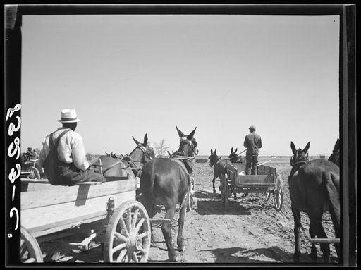 Untitled photo, possibly related to: Farmer waiting for supplies which he is buying cooperatively at Roanoke Farms, North Carolina