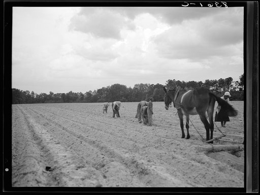 Untitled photo, possibly related to: One mule drag on North Carolina farm