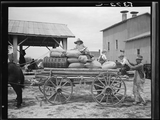 Farmer going home with  cotton seed and other  supplies which have, been  bought cooperatively.  Roanoke Farms, North  Carolina