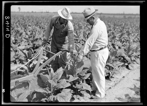 Untitled photo, possibly related to: Cultivating tobacco on one of the Irwinville Farms, Georgia