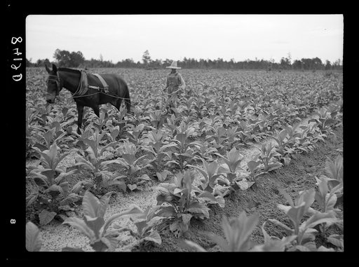 Untitled photo, possibly related to: Cultivating tobacco on one of the Irwinville Farms, Georgia