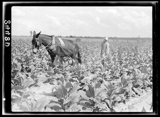 Untitled photo, possibly related to: Cultivating tobacco on one of the Irwinville Farms, Georgia