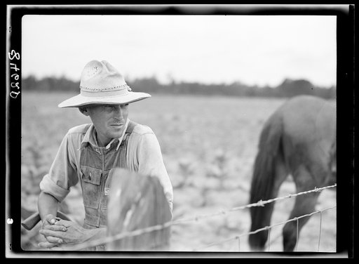 Untitled photo, possibly related to: Cultivating tobacco on one of the Irwinville Farms, Georgia