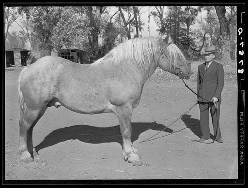 Untitled photo, possibly related to: Cooperatively owned stallion bought with an Farm Security Administration loan. Cost seven hundred dollars. In 1938 bred sixty-four mares. Dawson County, Nebraska