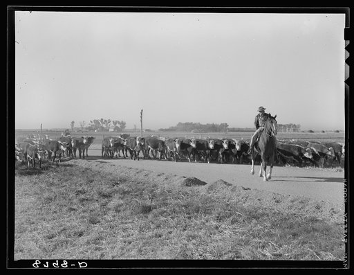 Untitled photo, possibly related to: Cattle. Dawson County, Nebraska