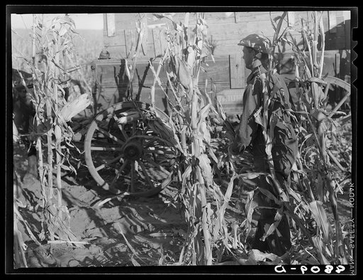 Untitled photo, possibly related to: Nebraska farmer shucking corn